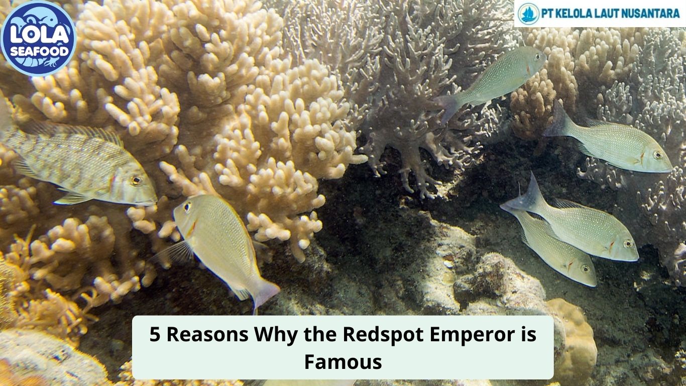 5 Reasons Why the Redspot Emperor is Famous